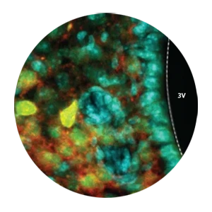 Hypothalamic neuron